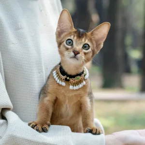 Crystaluck Cute Kitten Healing Crystal Green Aventurine Pet Collar for meditation, energy healing and home decor